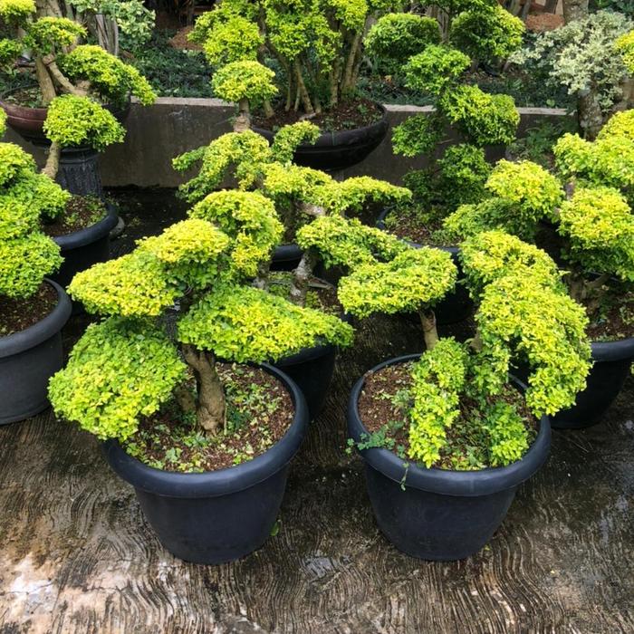 Gambar pohon bonsai legistrum dari Green Nursery 1 undefined Tokopedia