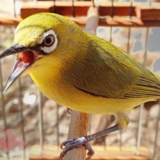 Jual Pleci Dakun Pacitan Jantan Betina Jakarta Barat Hamsterkuy Tokopedia