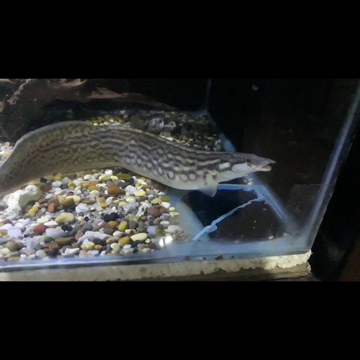 Gambar unicolor eel/ ikan sili unicolor dari Danish999 undefined Tokopedia