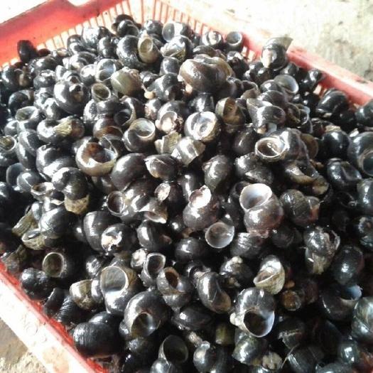 Gambar Tutut sawah atau keong sawah asli per 1kg dari fitriherball92 undefined Tokopedia