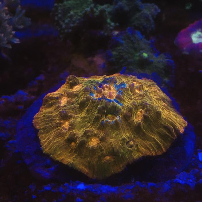 Gambar coral echino dari FunReef_Bandung undefined Tokopedia
