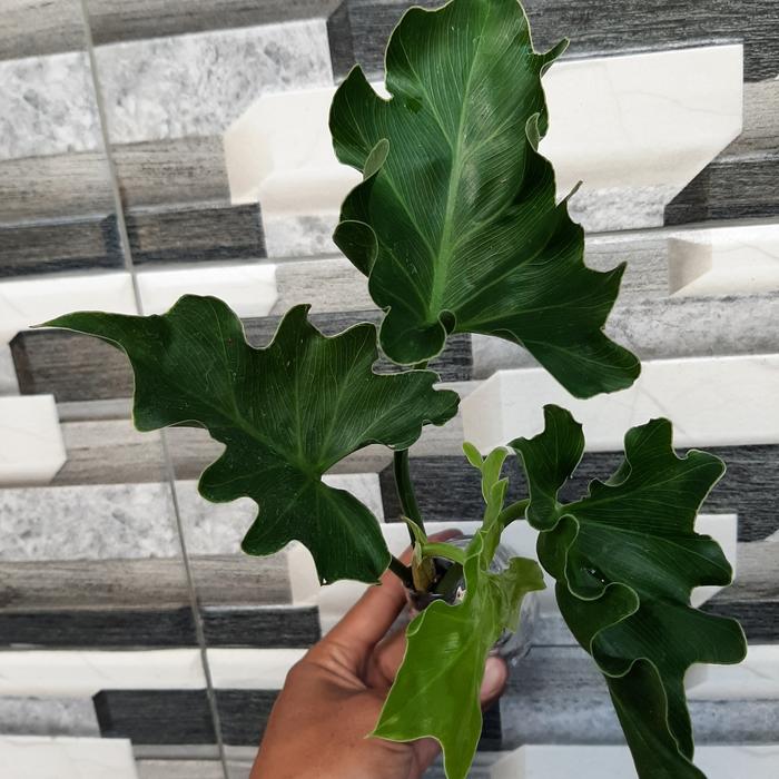 Gambar Bibit philodendron jari dari Dhflorist1 undefined Tokopedia
