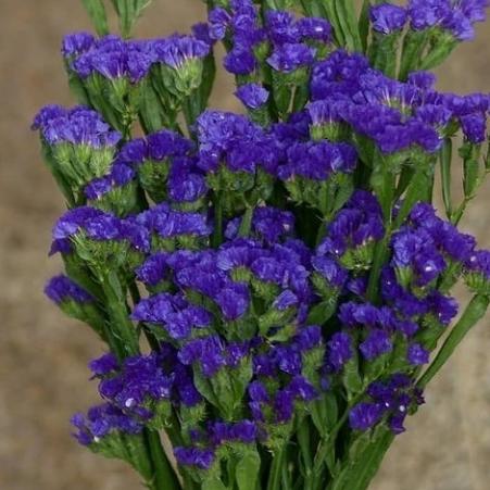 Gambar bunga statice / bunga tangkai statis/ bunga statis fresh - Biru dari Mikasa New undefined Tokopedia