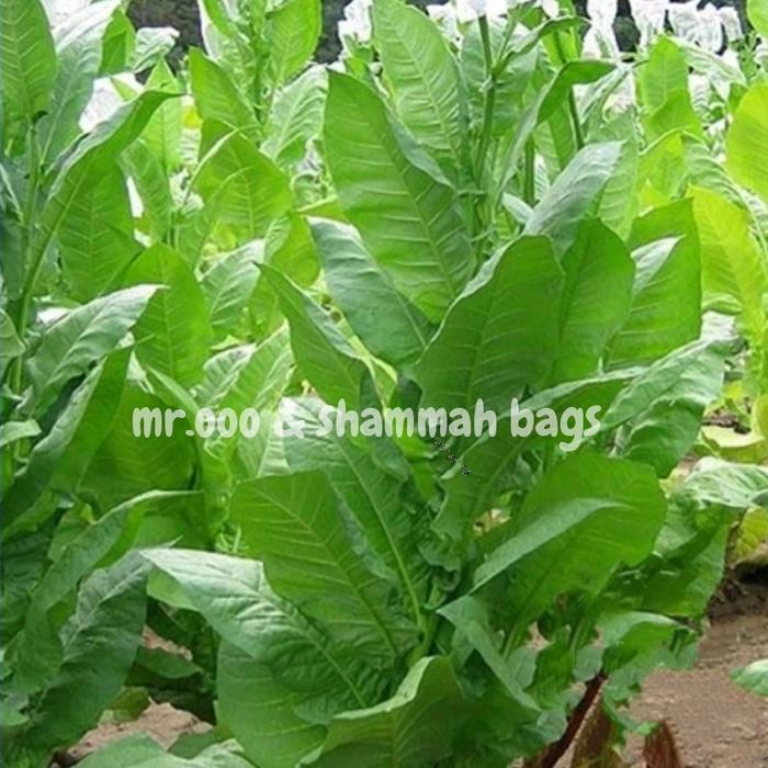 Gambar Benih Tobacco USA - Havana 608 - 20 benih - Import - 10 dari Shammah Bags undefined Tokopedia