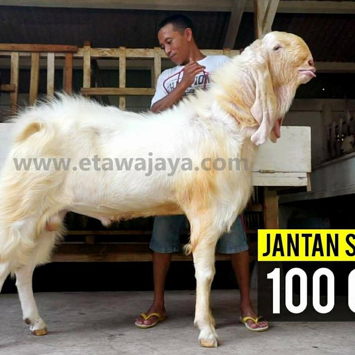 Gambar Kambing Kurban Etawa Super 90cm-100cm - kaligesing, t95cm dari Peternakan Etawa Jaya undefined Tokopedia