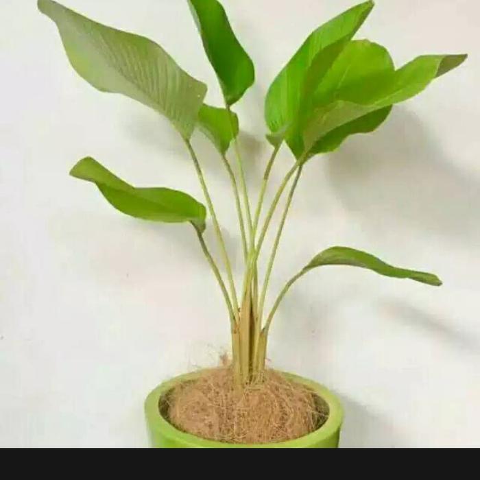Gambar Tanaman hias pisaang kalatea dari Gardendecorationsani undefined Tokopedia