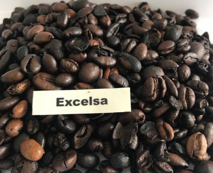 Gambar Kopi Dampit Excelsa Nangka Sangrai [200g] - Bentuk Biji dari Kopi Dampit undefined Tokopedia