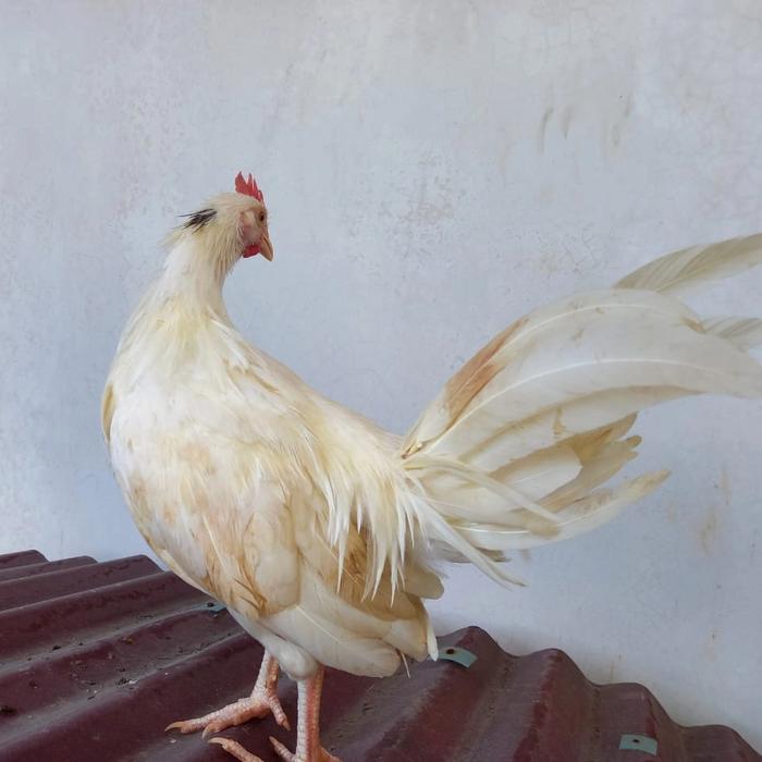 8200 Koleksi Cari Gambar Unggas Terbaru