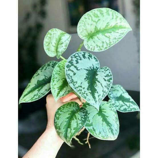 Gambar Scindapsus pictus rimbun 15 daun dari ANI,NURAENI--123 undefined Tokopedia