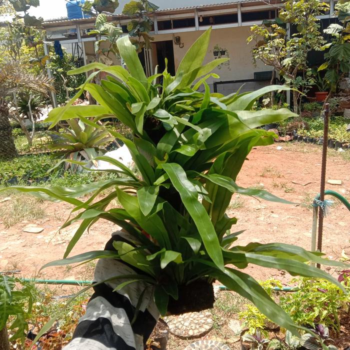 Gambar Tanaman Kadaka Tempel isi 3-4 Murah - S dari Gardenea undefined Tokopedia