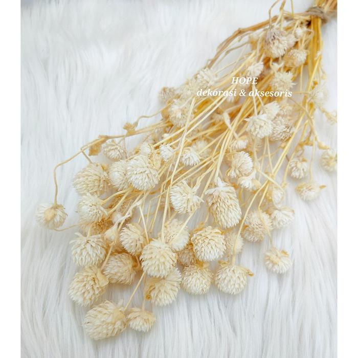 Gambar DRIED GOMPHRENA RUSTIC - Putih dari Hopedekorasi undefined Tokopedia