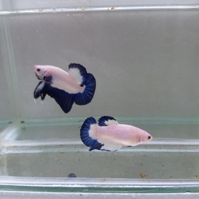 Gambar lelang ig - Putih dari Brownie Blue Betta undefined Tokopedia