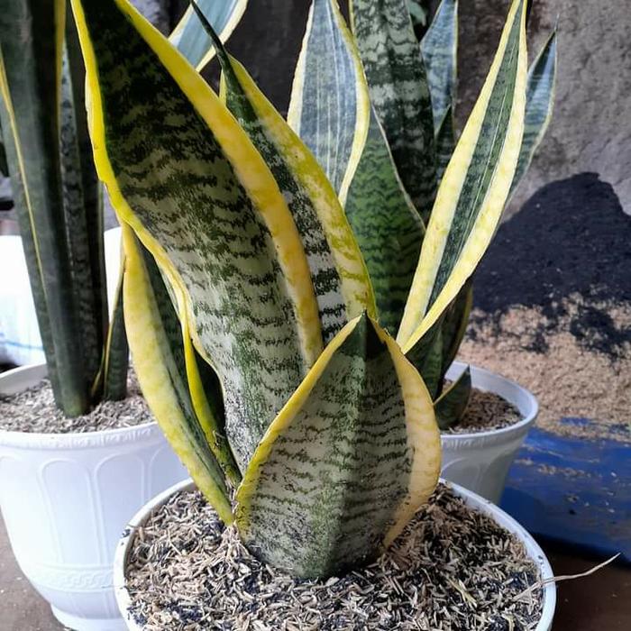 Gambar Pohon Sansivera/Pohon Lidah Mertua Untuk Hias Dan Sikulasi Udara. - Hijau dari asep rumput sintetis undefined Tokopedia