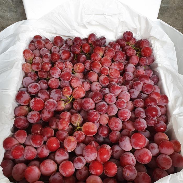 Buah Anggur Merah