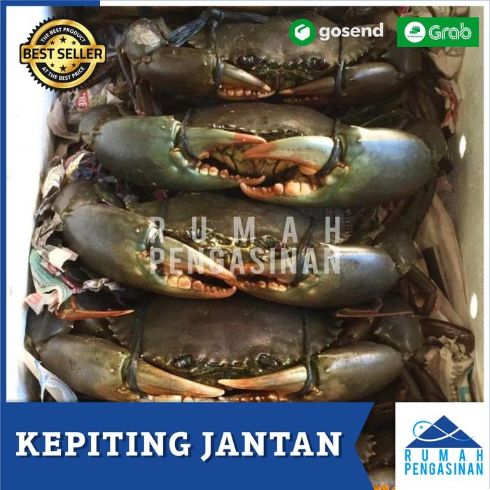 Gambar Kepitin Jantan Besar Hidup (1kg Isi 2 Ekor) / MUD CRAB LIVE / kepiting dari rumah pengasinan undefined Tokopedia
