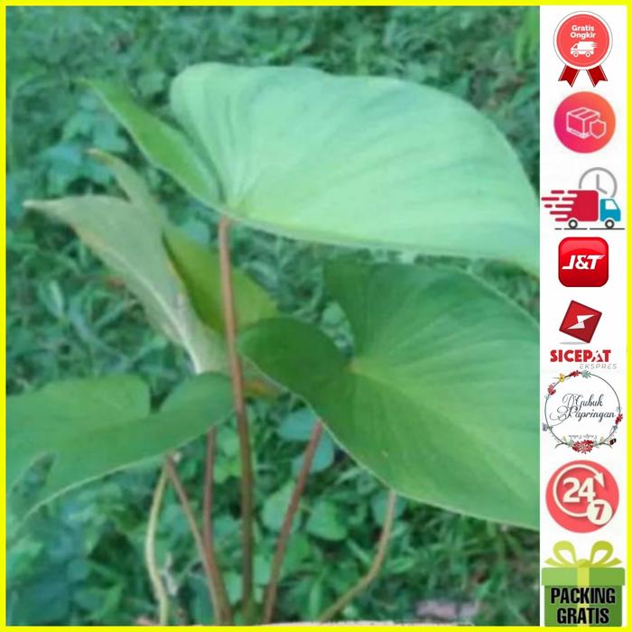 Gambar Tanaman hias bibit keladi homalomena batang merah - batang hijau dari Gubuk Papringan undefined 5 Tokopedia