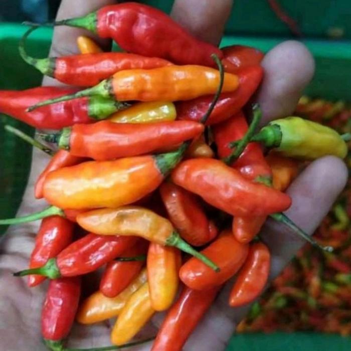 Jual CABE RAWIT MERAH CABE GUNUNG PEDAS PER 500 GRAM - Jakarta Barat - buah segar jkt | Tokopedia
