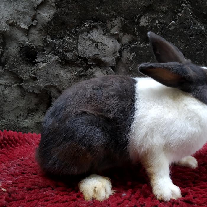 Gambar Kelinci indukan dutch dari raharabbit undefined Tokopedia