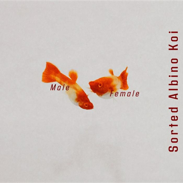 Gambar Guppy Albino Koi // Guppy // Guppy KOI - Sorted Alb. Koi dari SemilirGuppy undefined 4 Tokopedia
