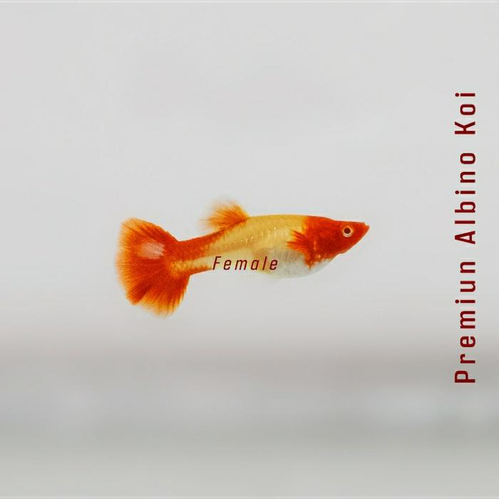 Gambar Guppy Albino Koi // Guppy // Guppy KOI - Sorted Alb. Koi dari SemilirGuppy undefined 5 Tokopedia