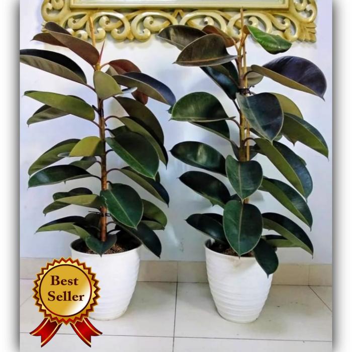 Gambar tanaman hias karet kebo/ficus elastica dari Babeh store flowers undefined Tokopedia