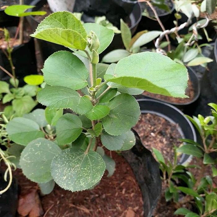 Jual Waru Jepang Bahan Bonsai Waru Jepang 30 40cm Kab Wonosobo Eenkshop Tokopedia