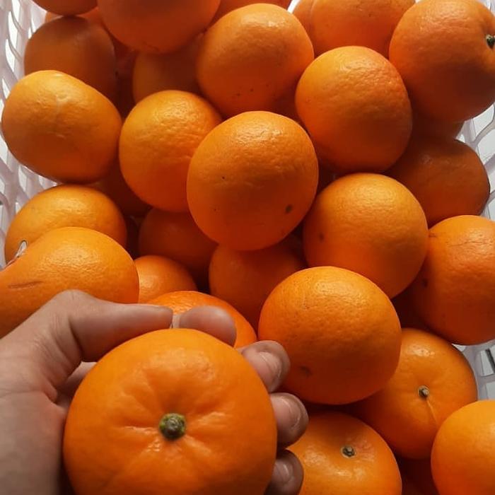 Gambar JERUK MANDARIN WOKAM MANIS 1 KG dari Fresh Fruit Shop1 undefined Tokopedia