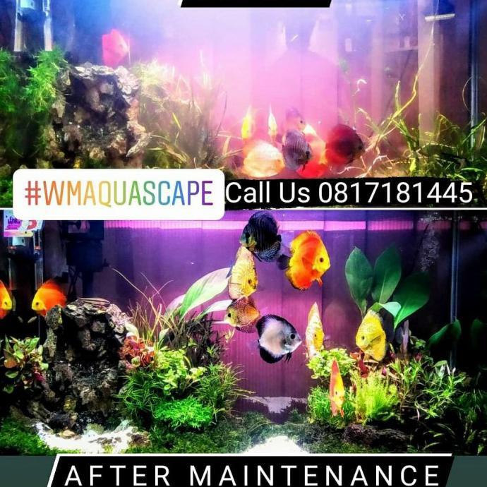 Gambar Jasa Pembersihan Aquarium Aquascape Profesional Adistyaputri99 dari adstyaputri undefined Tokopedia