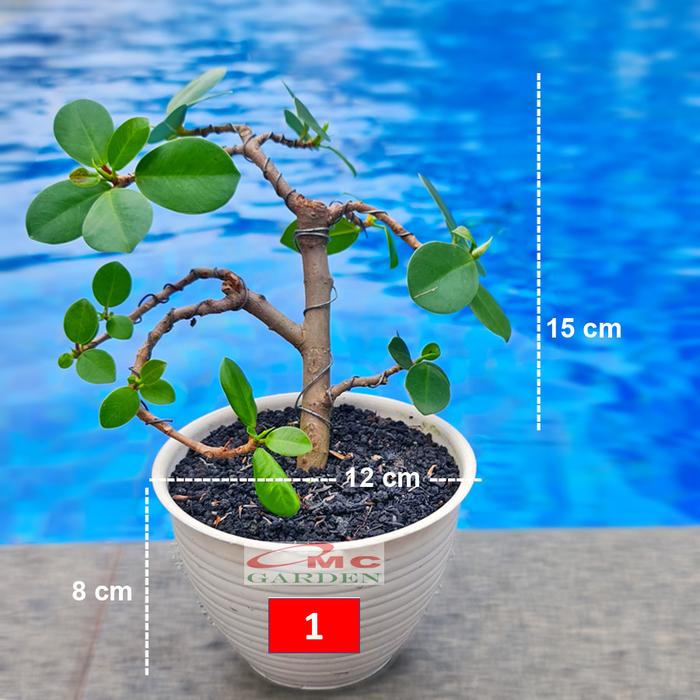 Gambar Tanaman Hias Pohon Bonsai Mame Beringin Korea Mini Dolar B-BK-010 - Merah dari OMC-Shop undefined Tokopedia