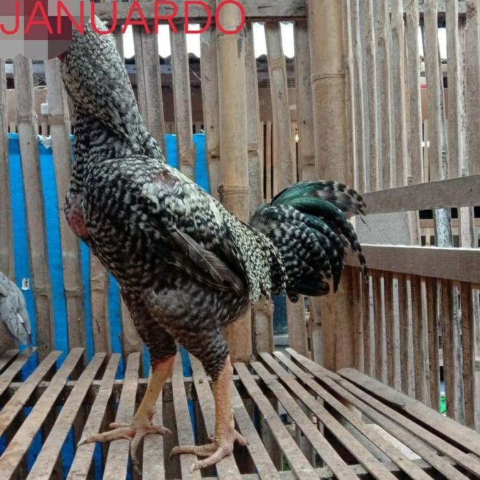 Gambar Telur tetas Ayam Gorilla ORI dari Januardo25 undefined Tokopedia