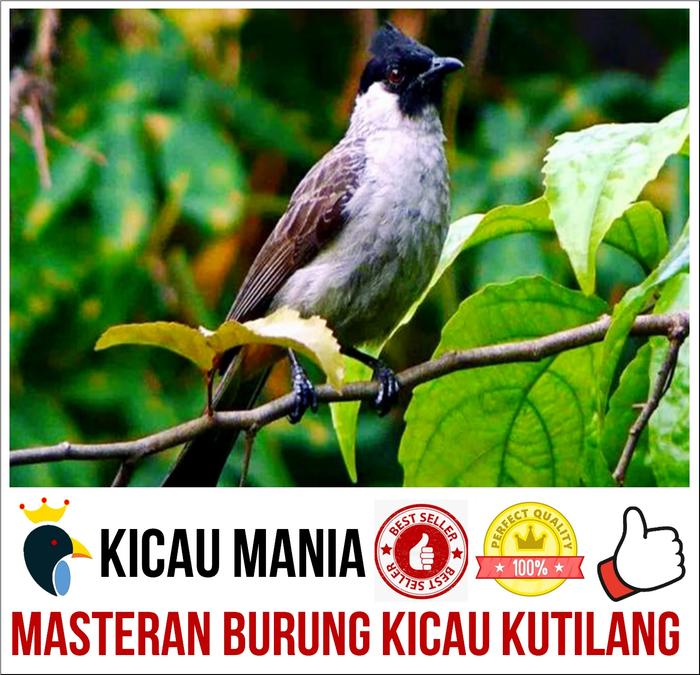Gambar Masteran Burung Kicau Kutilang Gacor - Variant 1 dari Masternya Burung undefined Tokopedia