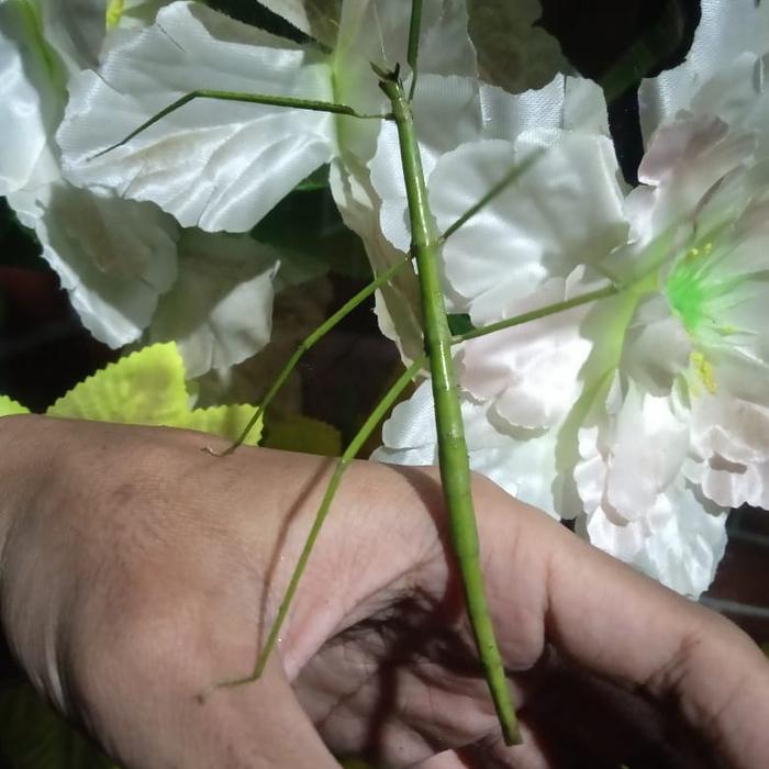 Gambar stick insect dari bralingexoticpets undefined Tokopedia