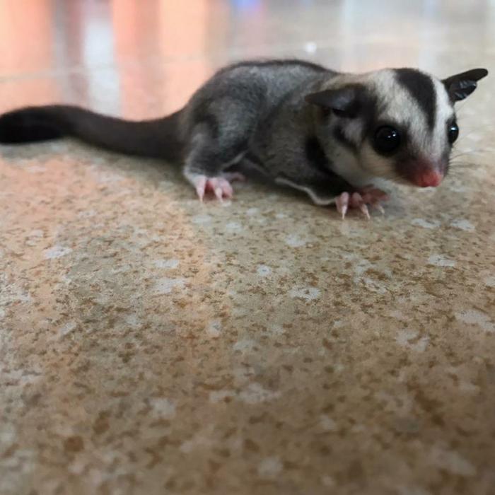 sugar glider 1 bulan