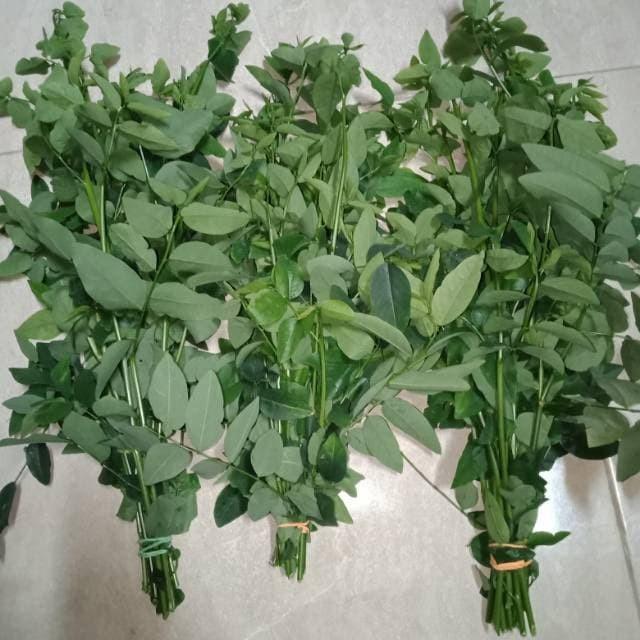 Gambar Daun Katuk dari Hasil Bumi Shop Bogor undefined Tokopedia