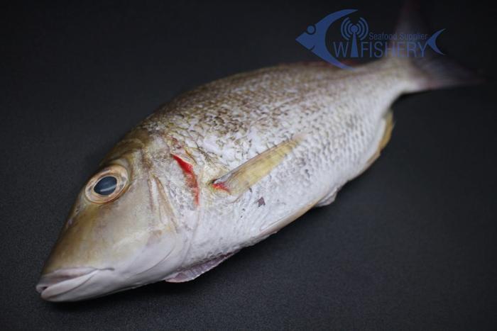 Gambar Ikan Ketambak / Jangki Utuh Bersih - Emperor Snapper WGGS 200-400gr dari Wi Fishery Seafood undefined Tokopedia