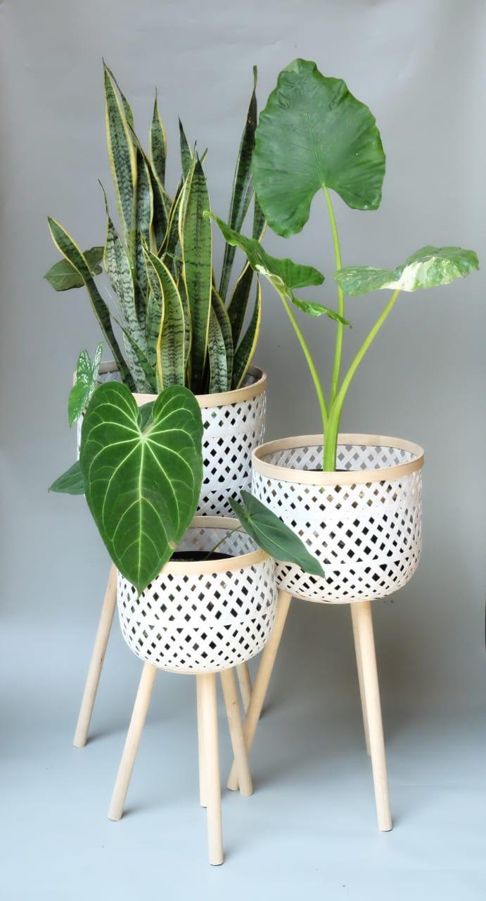 Gambar Safiye Standing Pot / Cover Pot Bambu Grey / Satu Set Isi 3 ( S,M,L ) - Putih dari Fresh Fever Living undefined Tokopedia