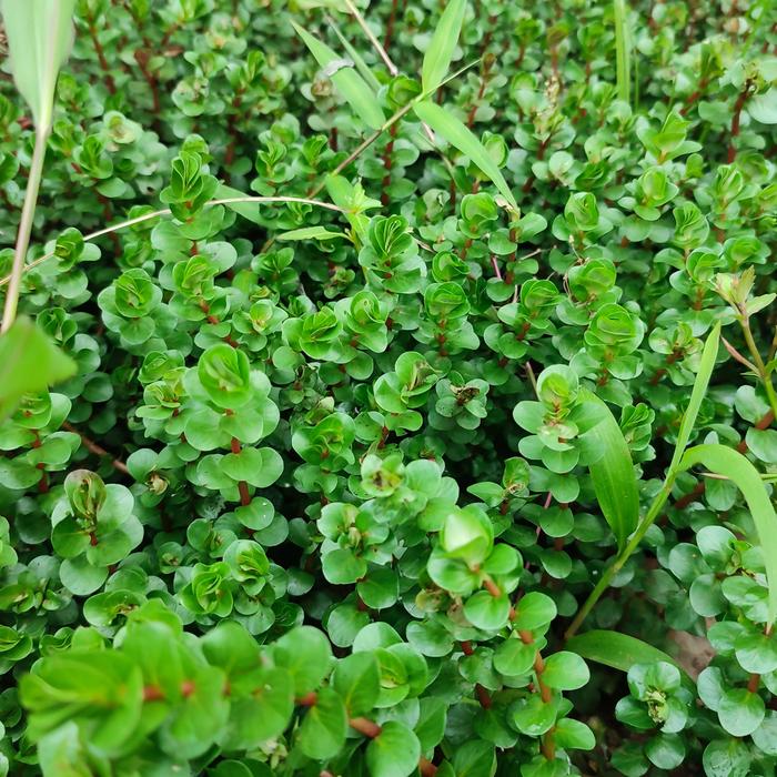 Gambar Rotala BSD Darat Tanaman Aquascape / Rotala BSD Emerssed - 1 Pot dari PUTUNE MBAHNO undefined Tokopedia
