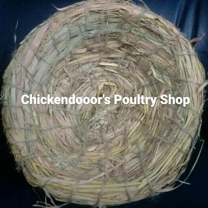 Gambar SARANG TELUR AYAM ALAS BERTELUR BURUNG DARA TEMPAT TELOR KATE MERPATI dari chickendooors ps undefined Tokopedia