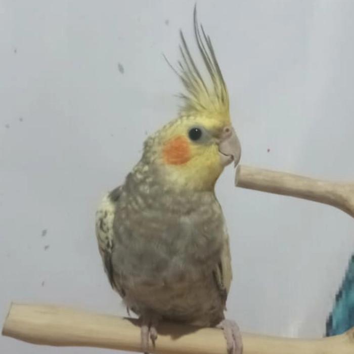Gambar Burung Jinak Falk Pearl dan Grey free fly dari laskarparrot undefined Tokopedia