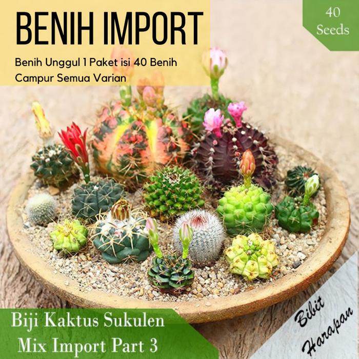 Gambar Benih Bibit Biji Kaktus Succulent Sukulen Mix Import Part 3 isi 40 - Part 3 dari Bibit Harapan undefined Tokopedia