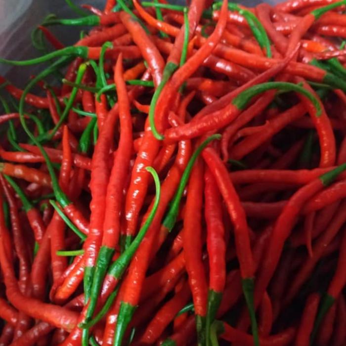 Gambar cabe merah keriting 1 kg kualitas super dari JURAGAN SAYUR MURAH undefined Tokopedia