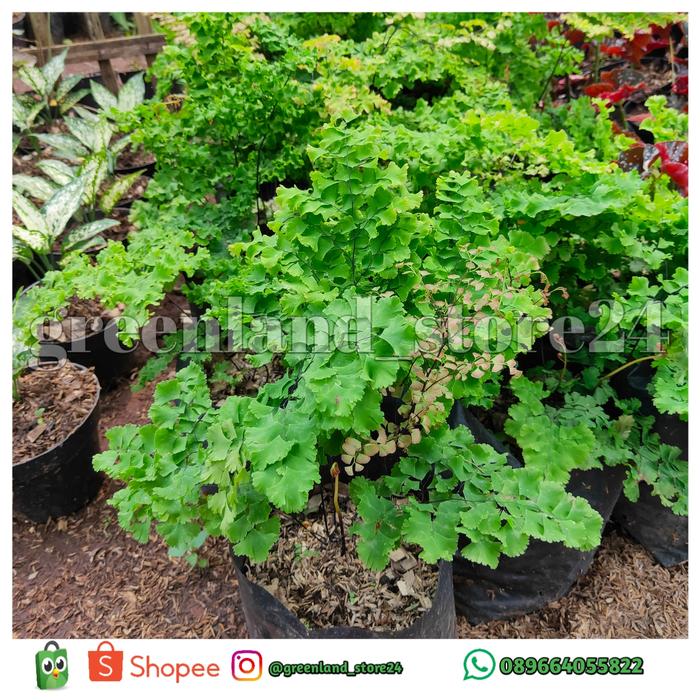 Gambar tanaman hias suplir postar - suplir - tanaman hias suplir dari GreenLandStore24 undefined Tokopedia