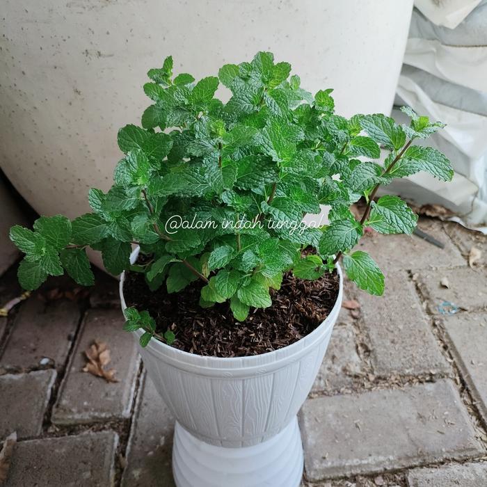 Gambar Tanaman Gantung Daun Mint - pot putih dari alam indah tunggal undefined Tokopedia