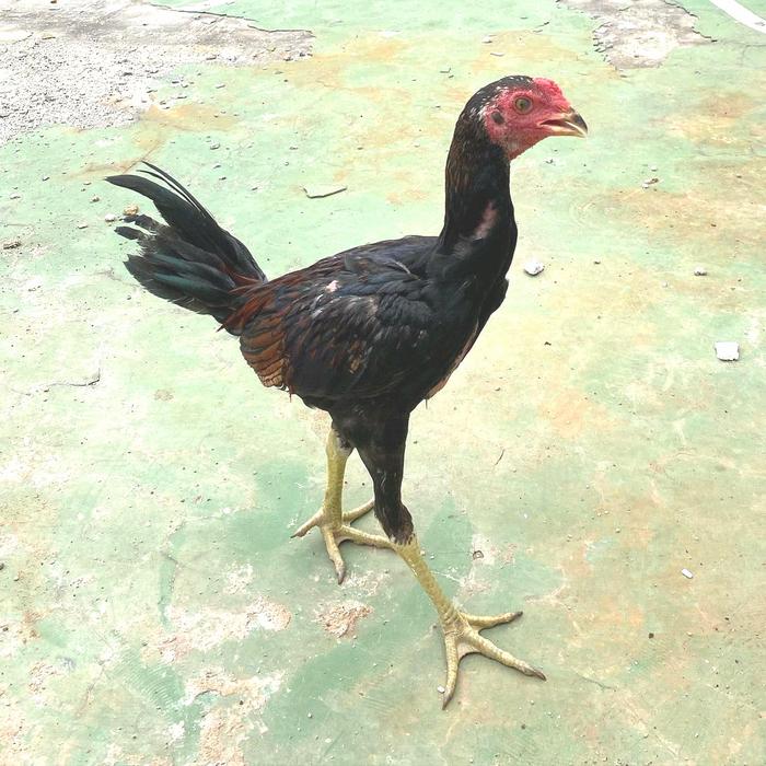 Gambar Ayam Kampung Hidup Jago Usia 3 Bulan Free Pur Ayam dari fauna careee undefined Tokopedia