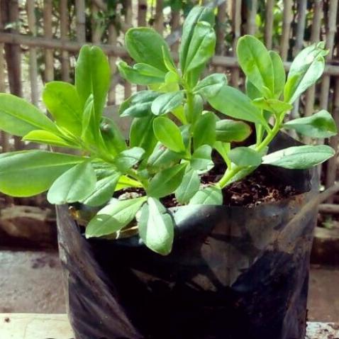 Gambar Pohon gingseng lokal gingseng jawa herbal dari Gilangshoop28 undefined Tokopedia