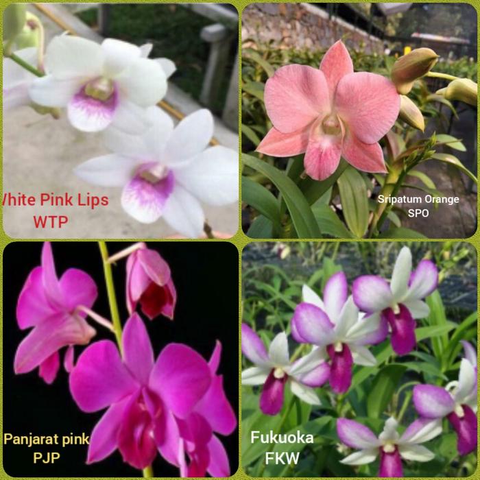Gambar DENDROBIUM PRA REMAJA 12 ID - FUKUOKA dari LangsungLaku undefined Tokopedia