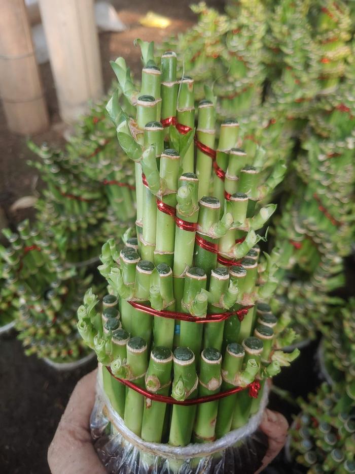 Gambar BIBIT TANAMAN HIAS BAMBU REJEKI ATAU LUCKY BAMBOO UKURAN BESAR - S dari TAMAN KOTA_NEW undefined Tokopedia