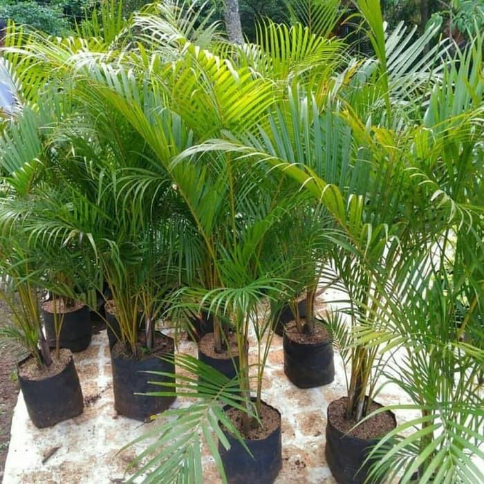 Gambar Tanaman Pohon Palem / Palm Kuning Ukuran Sedang dari Sumber Berkah Pot undefined Tokopedia