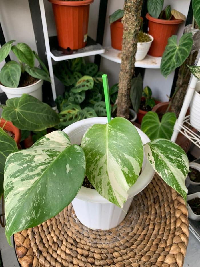 超希少】Monstera Deliciosa White あたらしく Monster 5葉