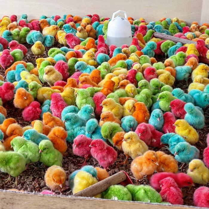 Gambar Anak Ayam Warna Warni Hidup Ayam Pelangi Super Beli 10 Free 1 dari fauna careee undefined Tokopedia
